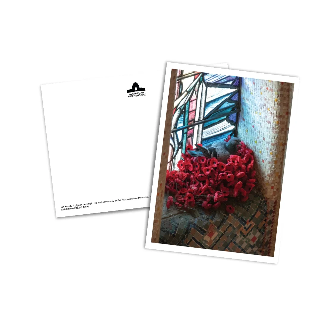 Postcard: A pigeon nesting in the Hall of Memory at the Australian War Memorial - Image 2