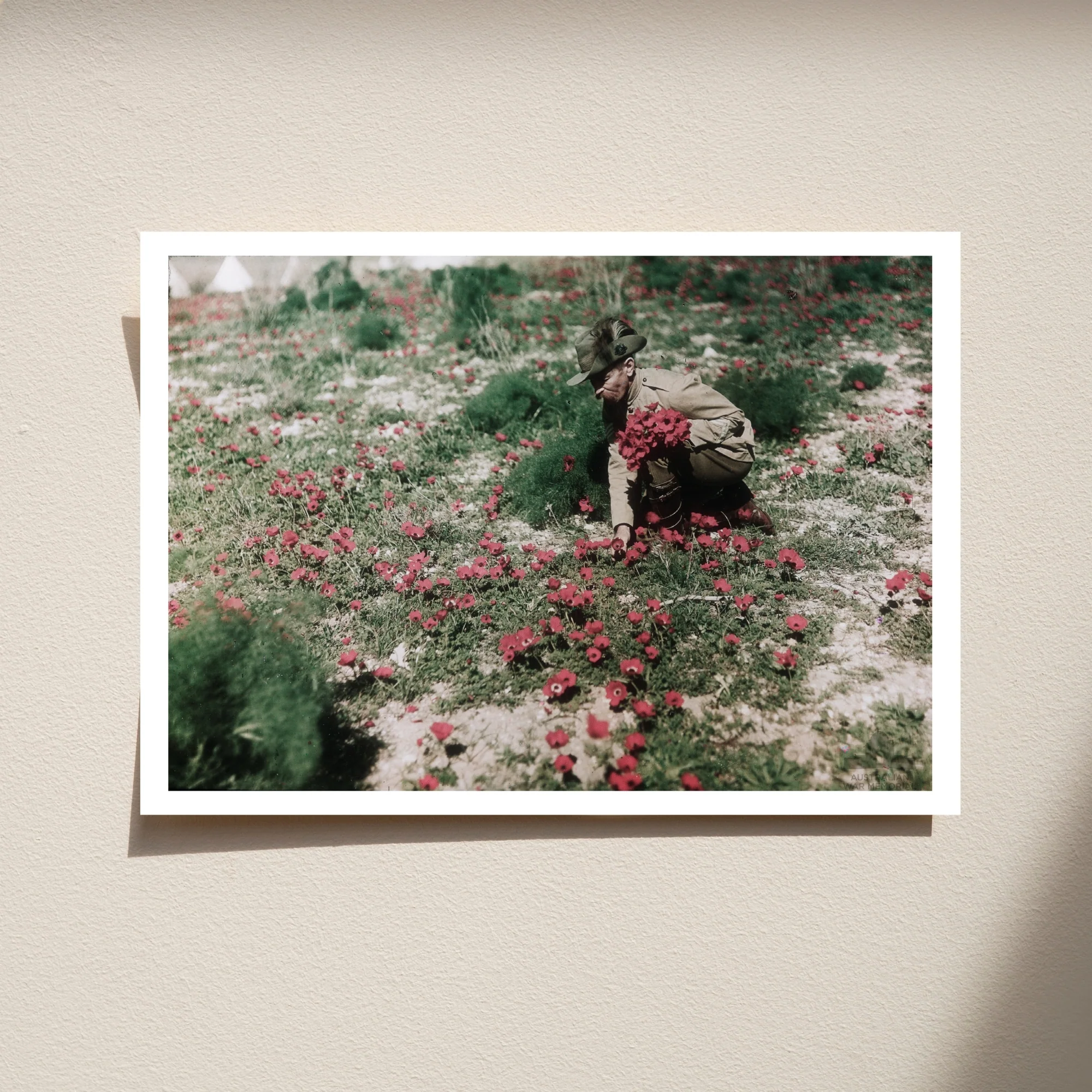 Postcard: An Australian Light Horseman collecting anemones