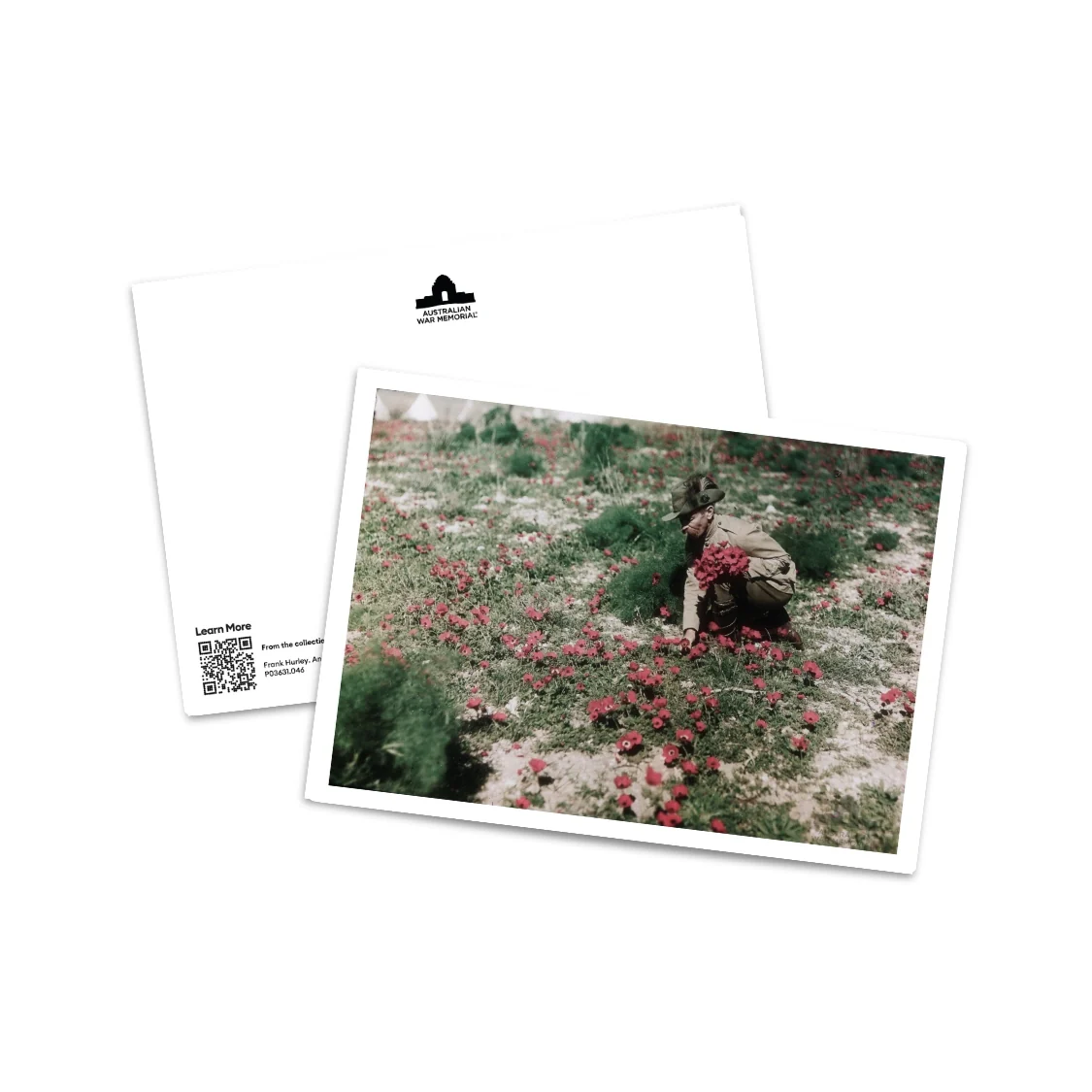 Postcard: An Australian Light Horseman collecting anemones - Image 2