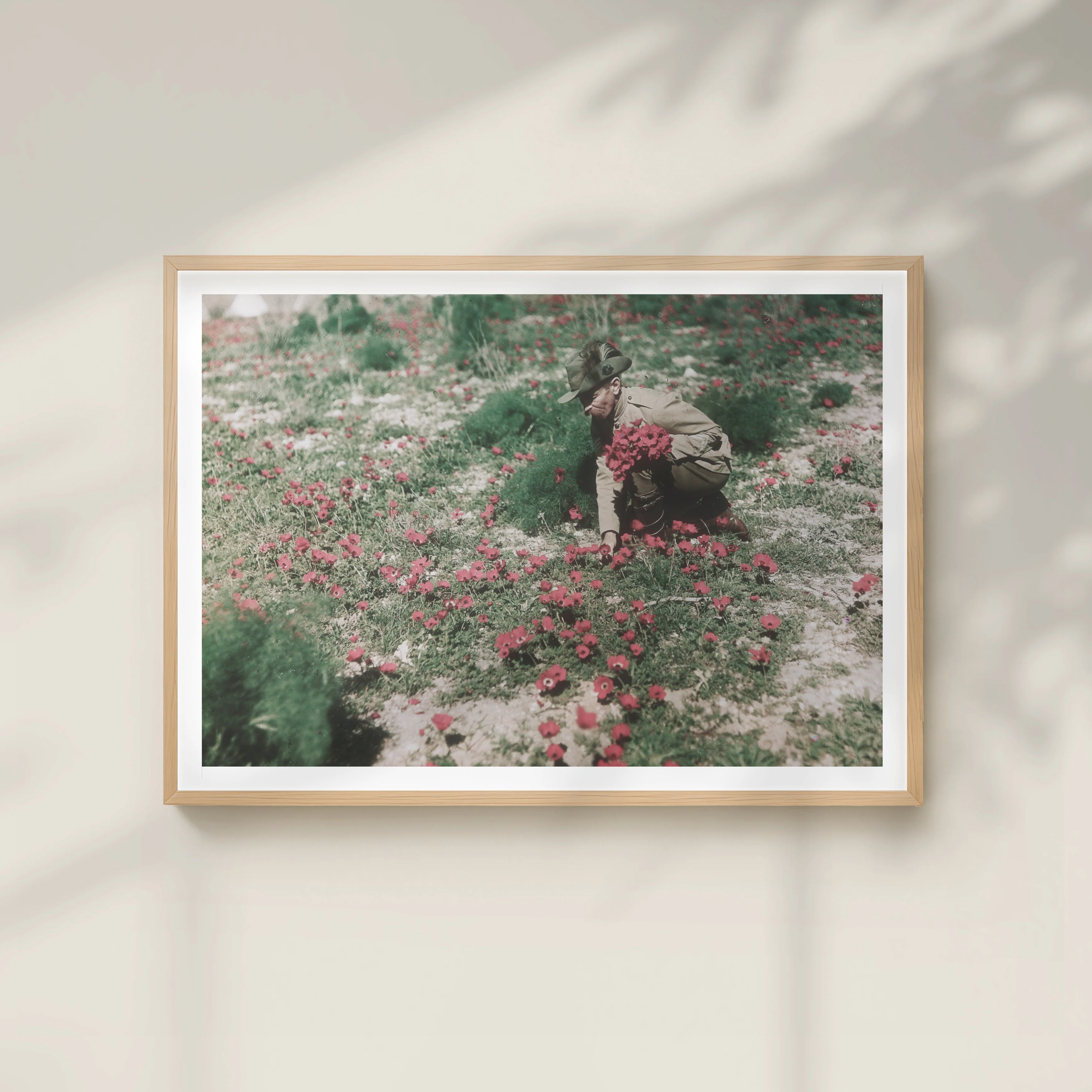 Print, A3: An Australian Light Horseman collecting anemones