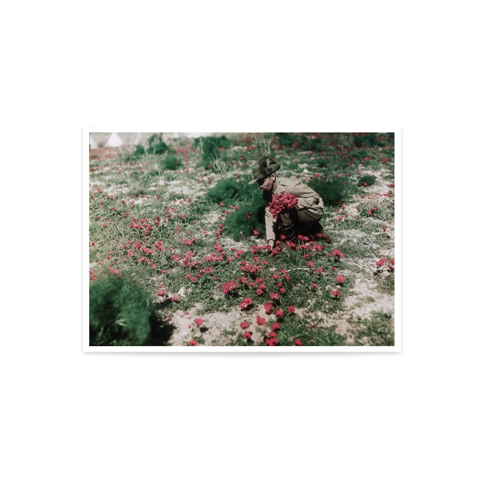 Print, A3: An Australian Light Horseman collecting anemones - Image 2